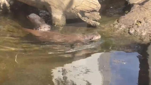 La nutria, tranquila en el agua.
