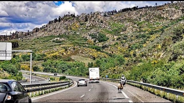 Una oveja provoca el caos en la A-52 (Verín).