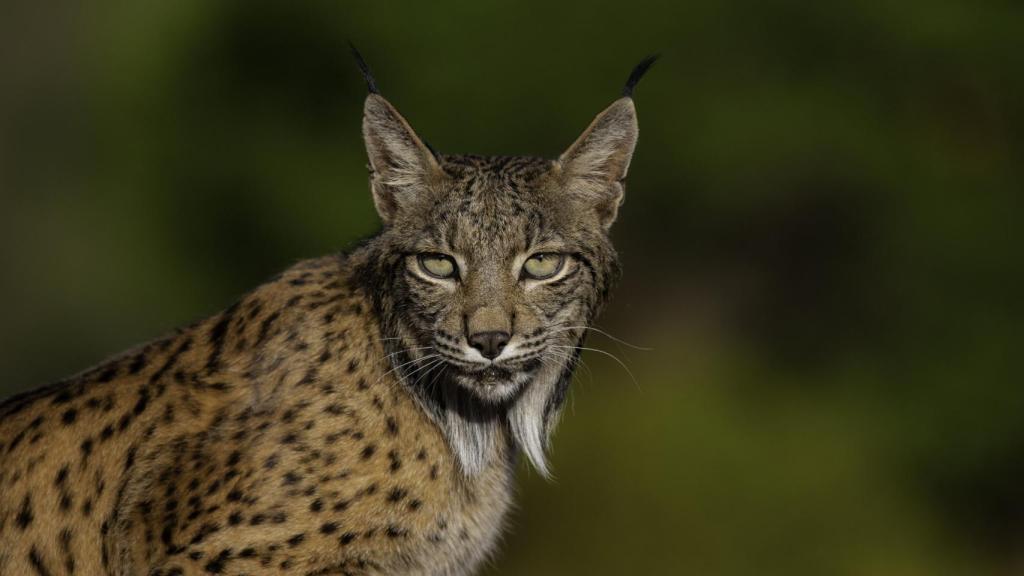 Un ejemplar de lince ibérico en libertad