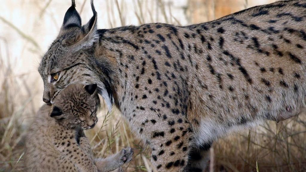 Un ejemplar de lince ibérico sostiene en sus fauces a una cría