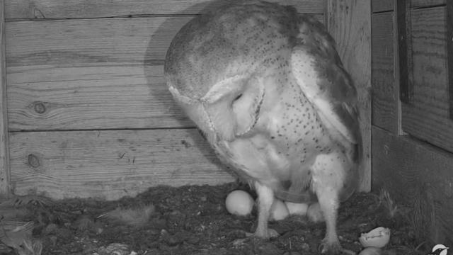 Nacimiento de pollos de lechuza en Cabañeros