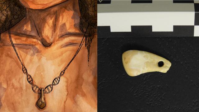 Interpretación artística del colgante y el diente de ciervo utilizado para su elaboración. Myrthe Lucas / Instituto Max Planck de Antropología Evolutiva