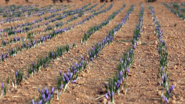 Imagen de un cultivo de Azafrán. Óscar Huertas
