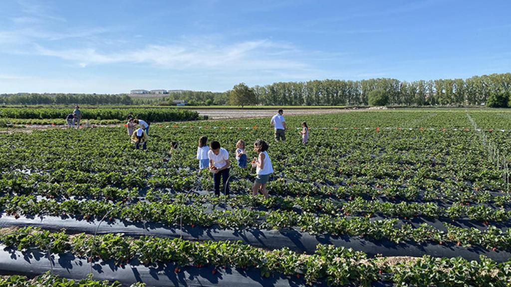 Unos niños recogiendo fresas.