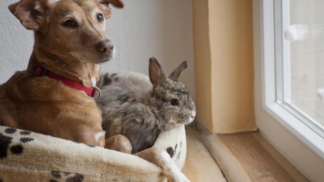 Imagen de archivo de un perro y un conejo.