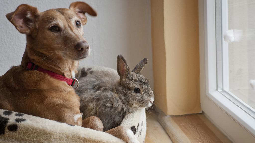 Imagen de archivo de un perro y un conejo.