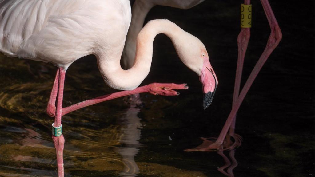 La sequía deja a los flamencos sin lugares para reproducirse.