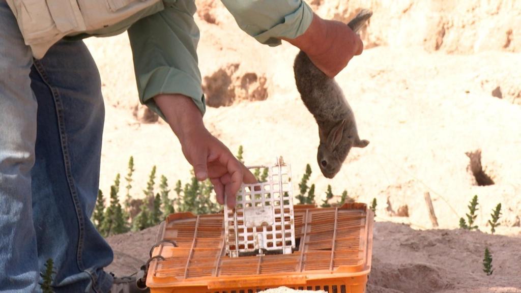 Captura de conejos en las Lagunas de Villafranca (Toledo).