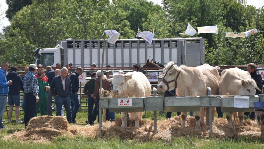 Feria de San Isidro en Lumbrales