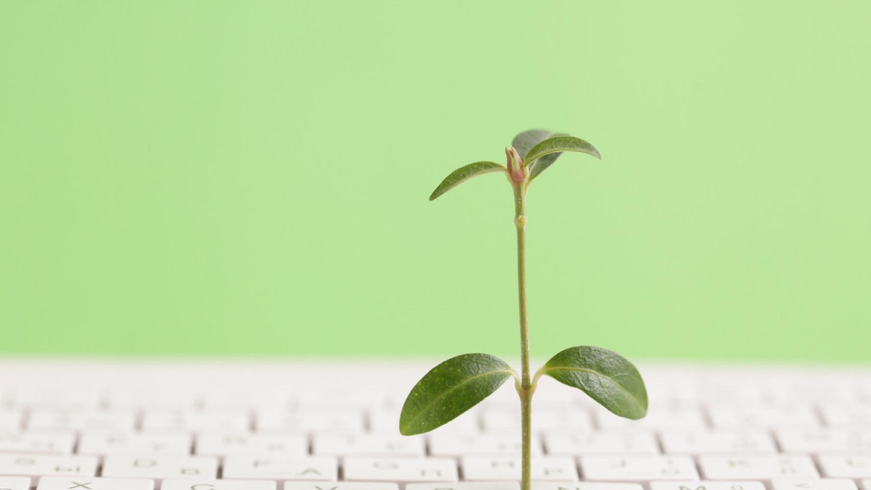 Imagen de archivo de una planta creciendo sobre un teclado.