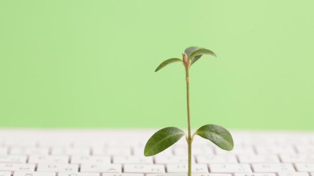 Imagen de archivo de una planta creciendo sobre un teclado.