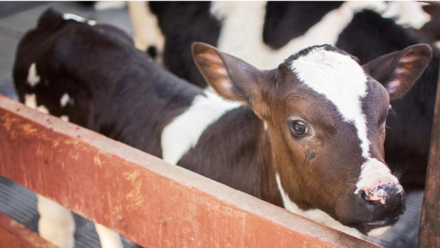 Cómo maximizar el crecimiento y la salud de las terneras lactantes