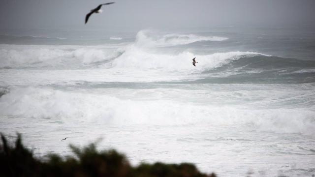 Dos gaviotas en una imagen de archivo.