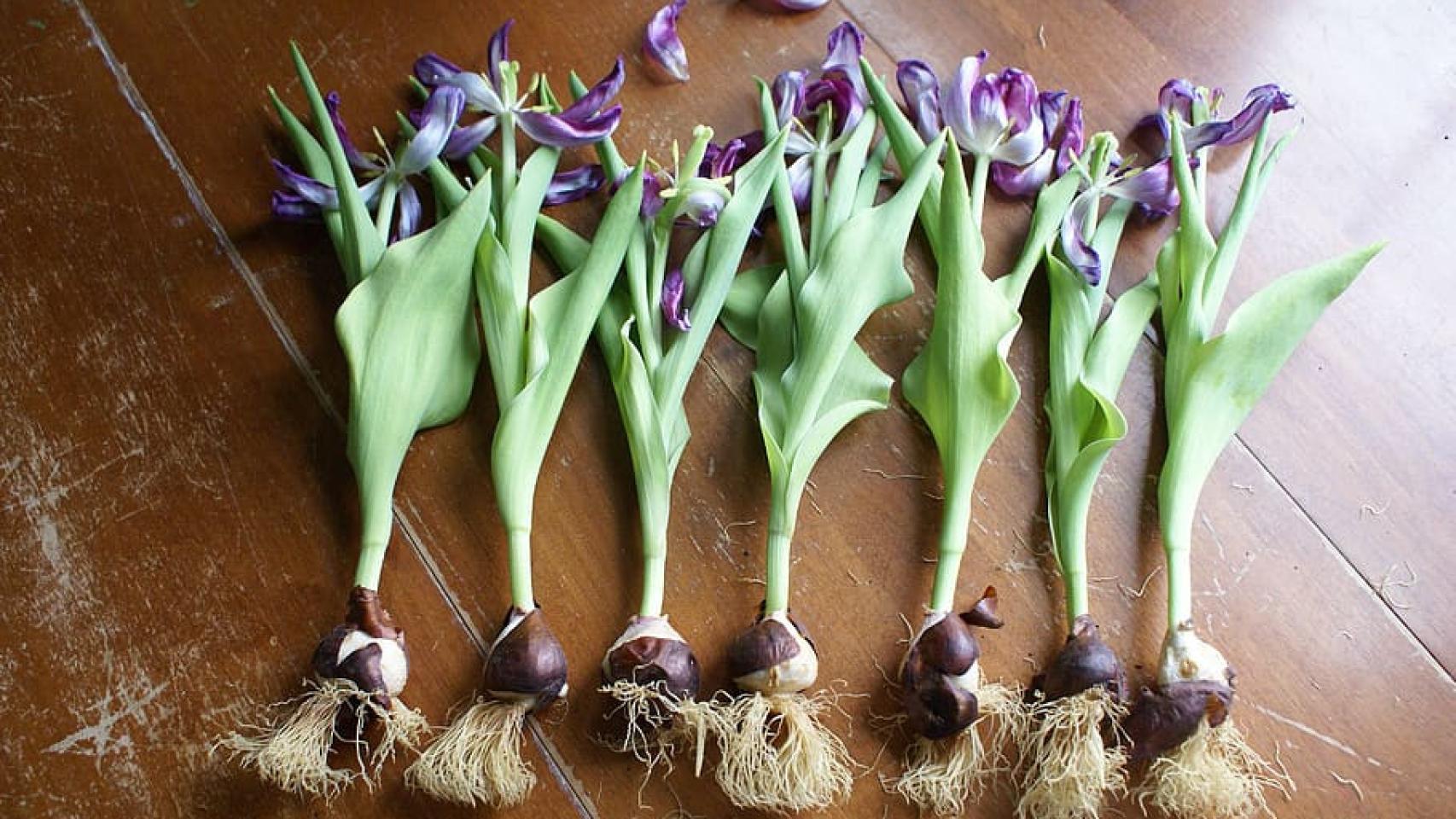 Las flores y los bulbos son las partes comestibles del tulipán.