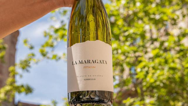 La Maragata Pittacum, blanco de guarda