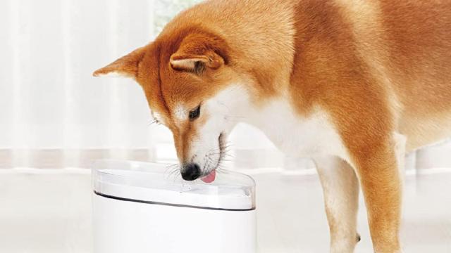 Agua fresca para tu mascota con esta fuente inteligente de Xiaomi: ¡ahora por solo 60 euros!