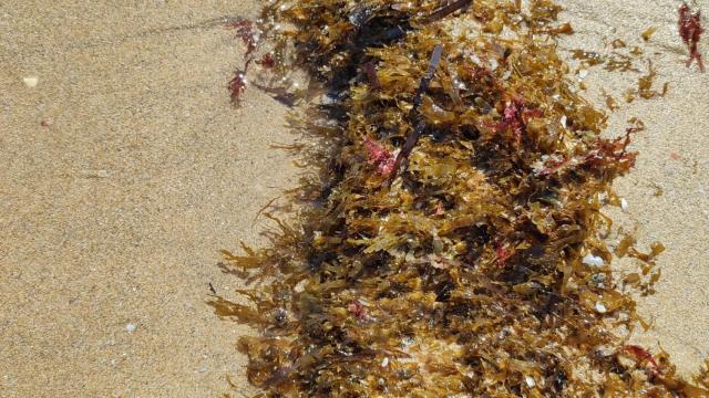 Playa de los Arenales, donde ya se observan fragmentos de Rugulopteryx acumulándose en los arribazones.