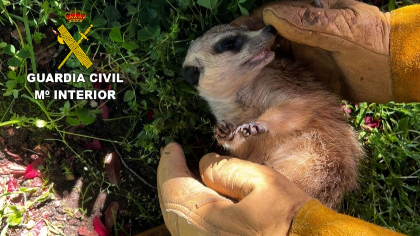 Ejemplar de suricata rescatado.