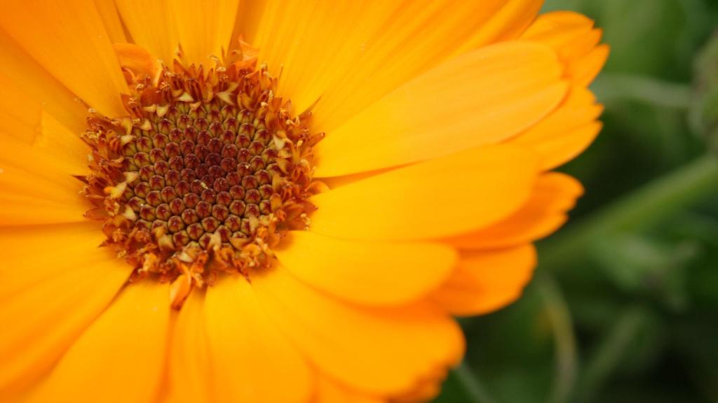 Flor de caléndula.