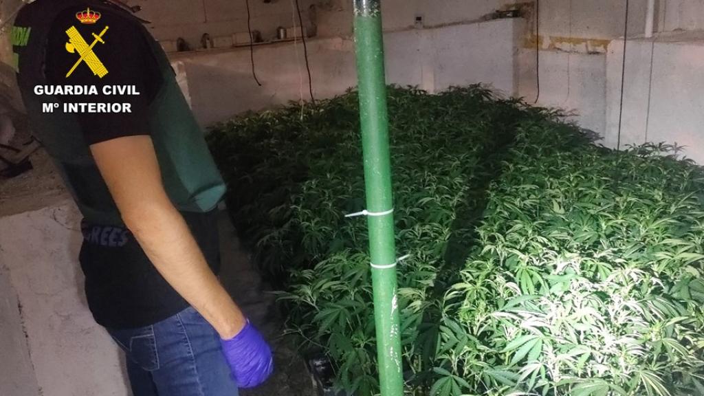 Uno de los agentes frente a una de las plantaciones intervenidas.