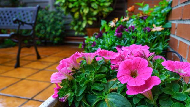 Petunias en una jardinera.