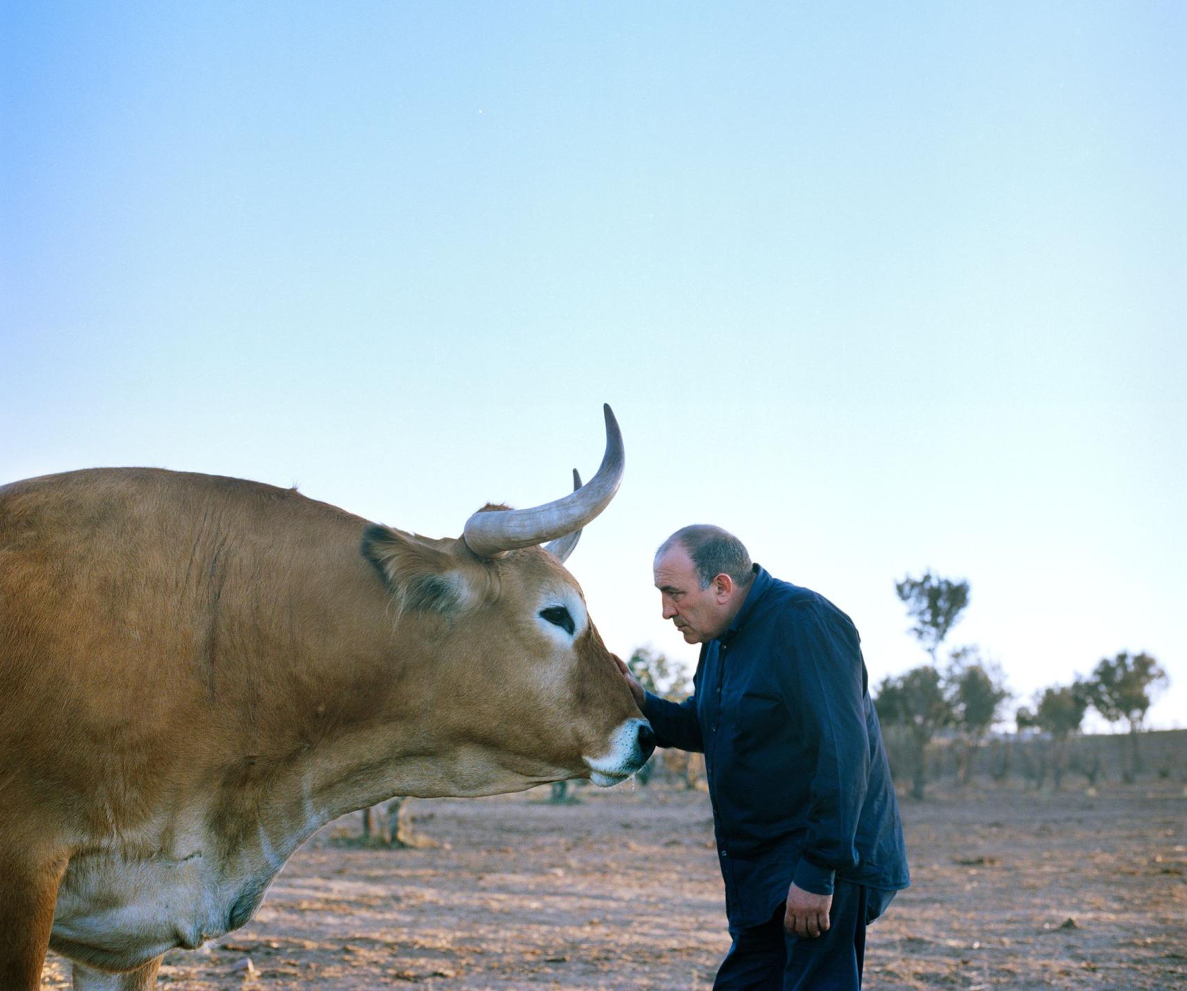 José Gordón en su finca con un buey
