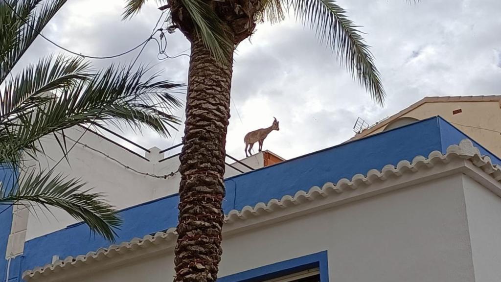 La cabra, en un tejado.