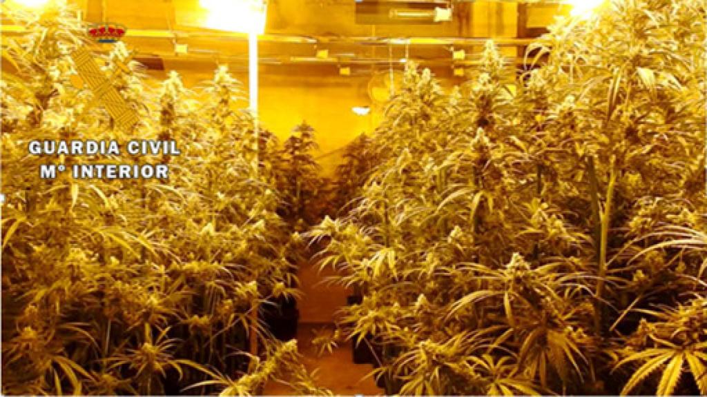 Imagen de la plantación indoor en Laguna de Duero