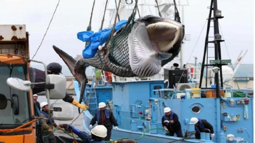 Un barco islandés pesca una ballena
