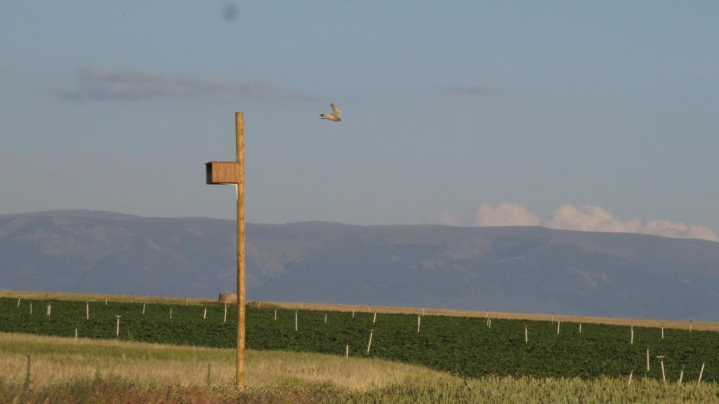 Caja nido de cernícalos