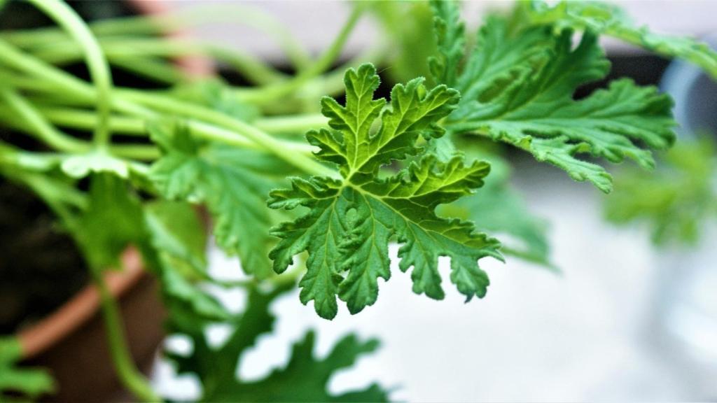 Planta de geranio citronela.