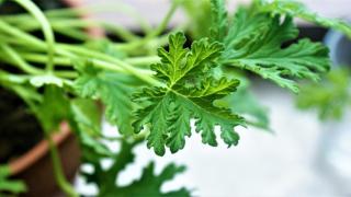 Cuáles son las plantas que debes tener en casa si quieres ahuyentar a los mosquitos