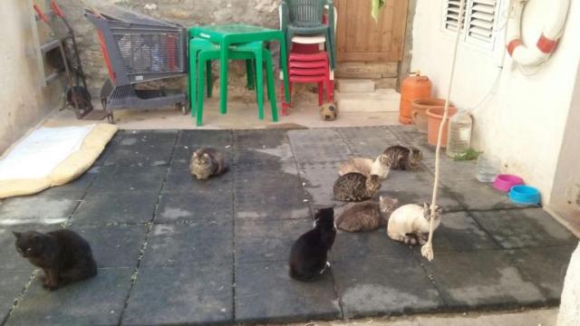 Gatos en la isla de Tabarca, en una imagen de archivo difundida por el Ayuntamiento.