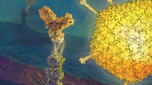 Ilustración del virus oncolítico y el anticuerpo antiP-D-1 atacando juntos al tumor.