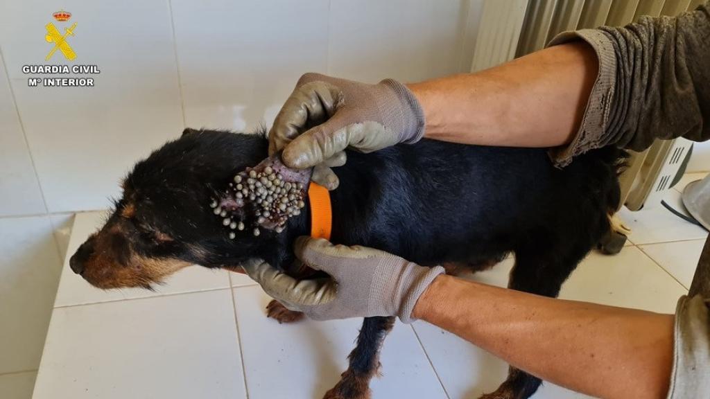 La oreja de uno de los perros, plagada de parásitos.
