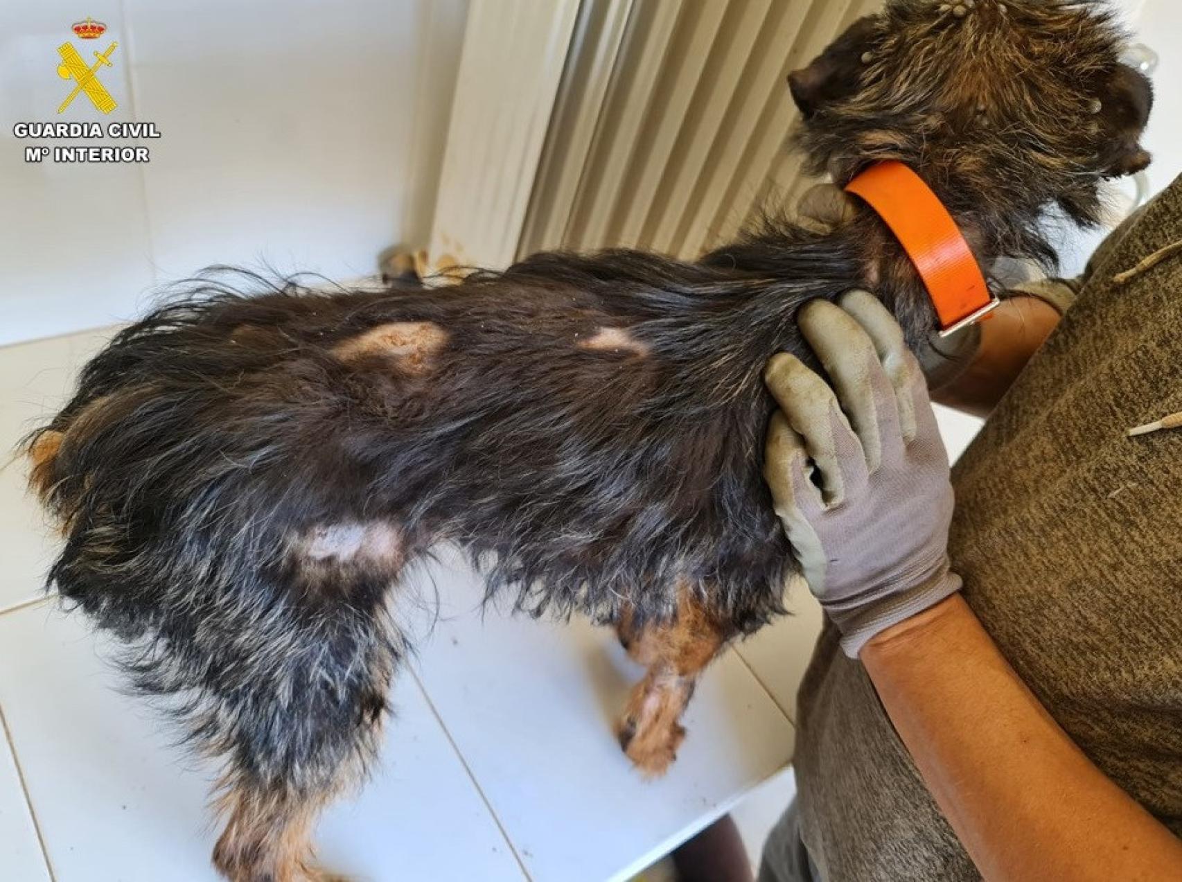 Los perros presentaban alopecia en algunas partes de su cuerpo.
