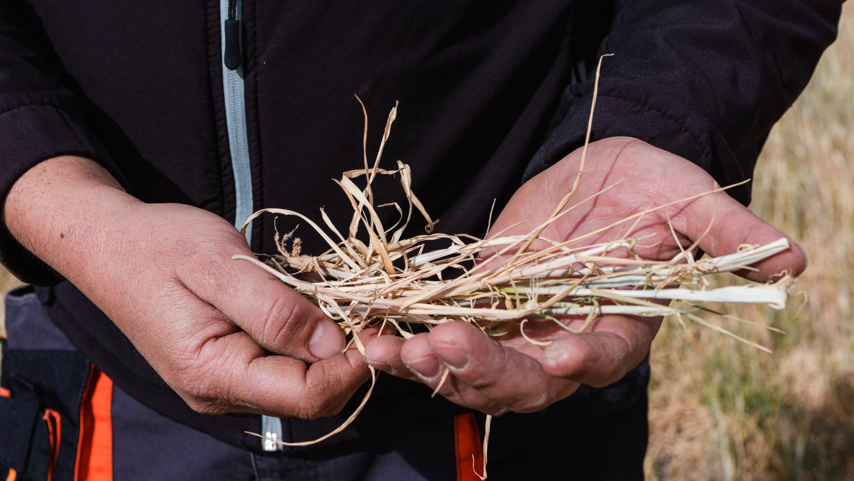 Un agricultor muestra los efectos de la sequía en sus cultivos de cereal