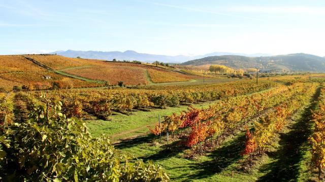 El vino que representa la fuerza de la godello del Bierzo
