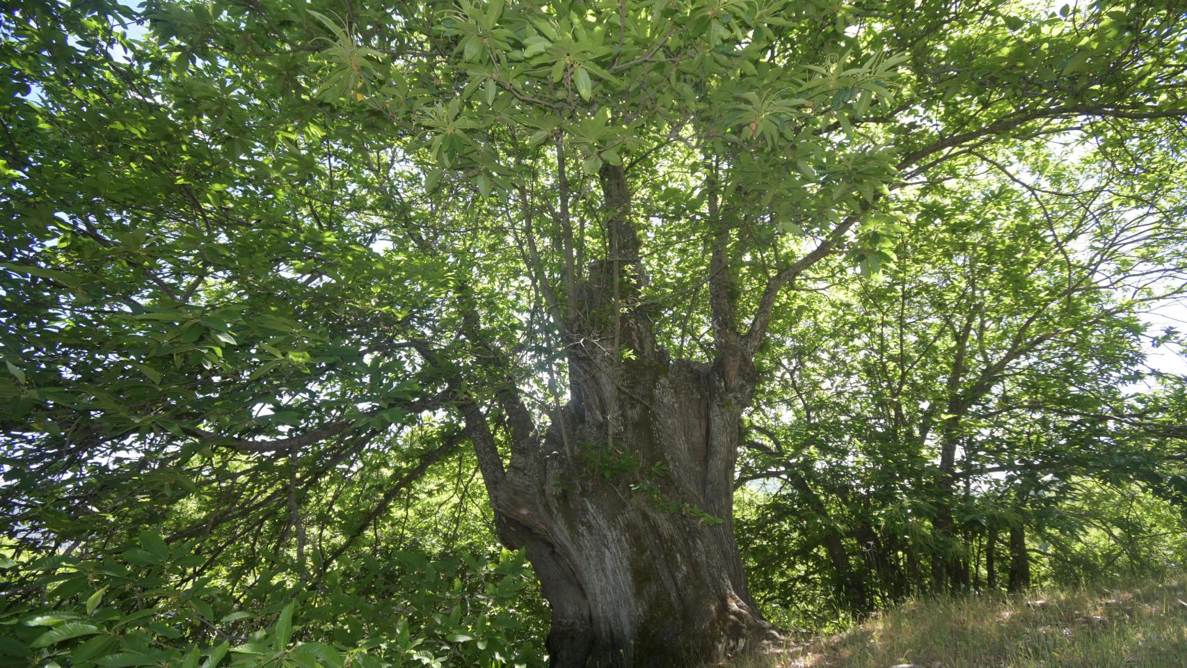 El árbol centenario.