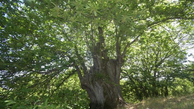 El árbol centenario.
