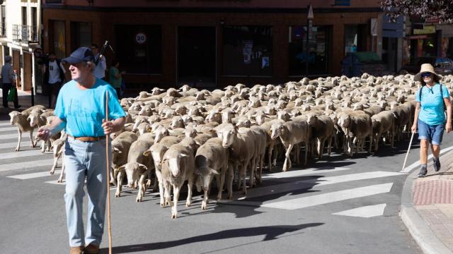 Un rebaño de ovejas realizando la trashumancia