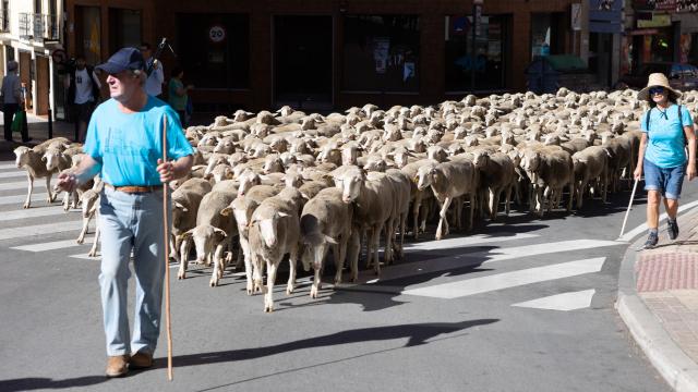 Un rebaño de ovejas realizando la trashumancia