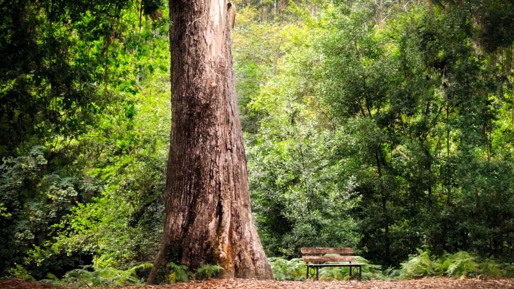 O Avó de Souto da Retorta, Viveiro.