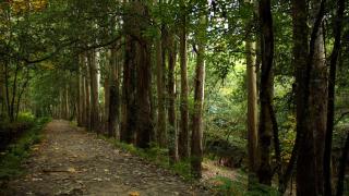 Bosque de eucaliptos del Souto da Retorta, Viveiro. Foto: Wikipedia