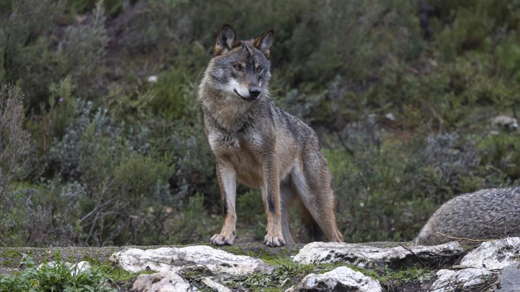 Un ejemplar de lobo ibérico, una especie protegida en el LESPRE, en el norte de España