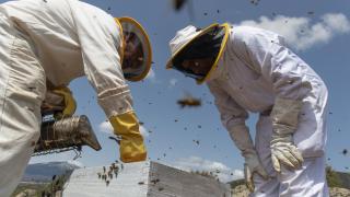 José, el propietario de ‘La Abeja Viajera’ y Marco, otro de los trabajadores con uno de los colmenares, a 29 de abril de 2022, en Navalafuente, Madrid (España).