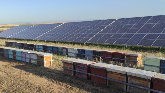 Colmenas en plantas fotovoltaicas. Foto: Iberdrola.