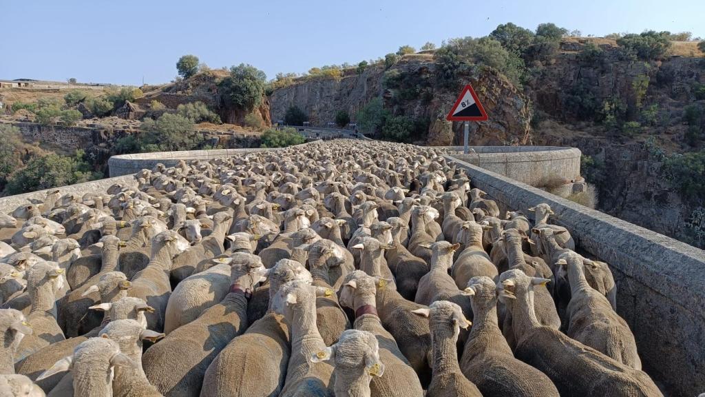 Las cerca de 1.700 ovejas por la ruta