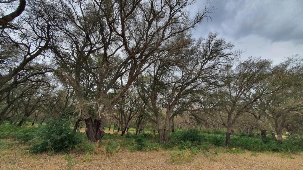 Alcornocal defoliado por la Lagarta Peluda.