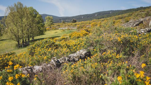 Aire puro, exuberancia y cielos llenos de vida: la naturaleza más inesperada de Madrid